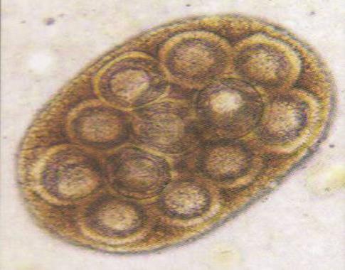 Tapeworm Egg - Apple Valley Animal Hospital - Hendersonville, NC