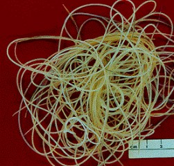 Heartworms - Apple Valley Animal Hospital - Hendersonville, NC