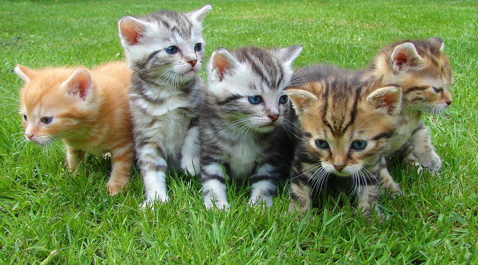 Feline Healthcare - Apple Valley Animal Hospital - Hendersonville, NC