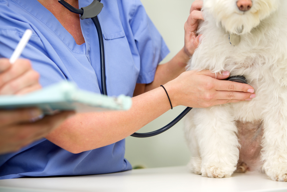 Pet Diagnostics - Dog getting Exam Pet Diagnostics - Dog getting Exam