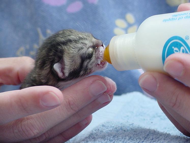 kitten being bottle fed milk