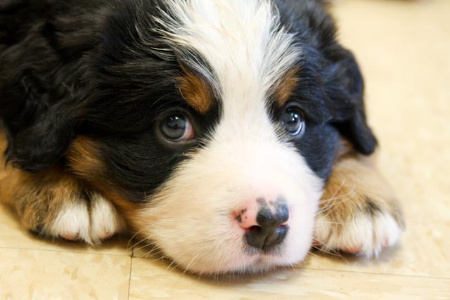 puppy