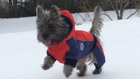 Dog jumping in snow