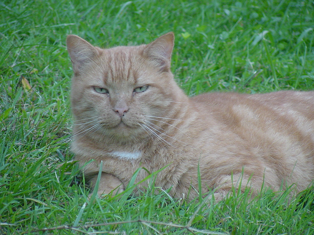 orange cat
