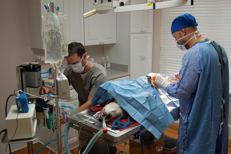 Pet Surgery - In Surgery Pet Surgery - In Surgery
