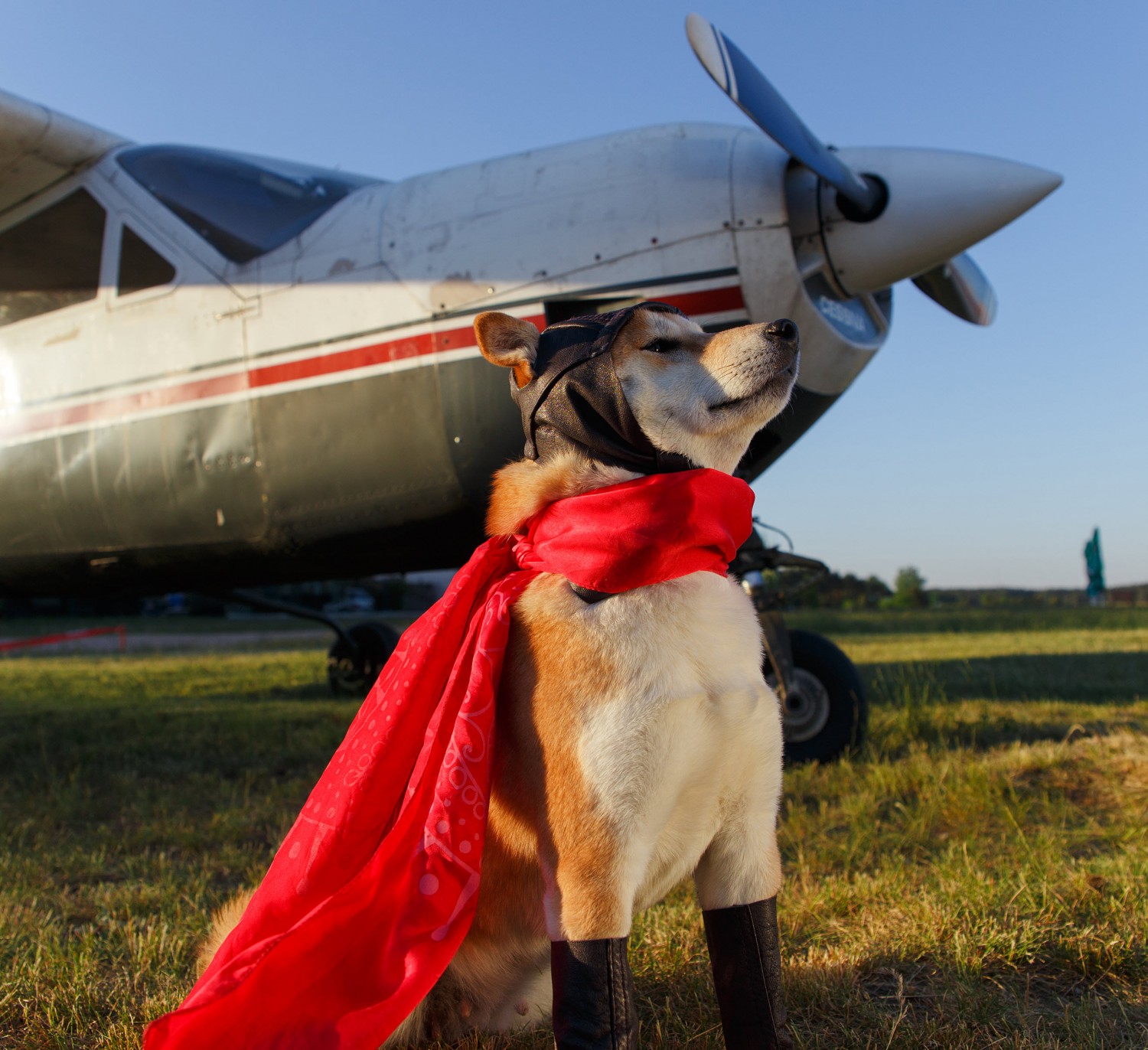 Dog with Cape