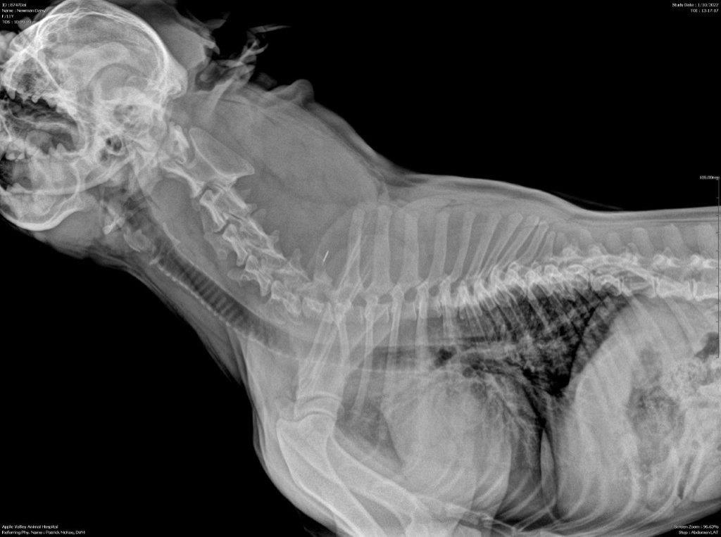 Radiography