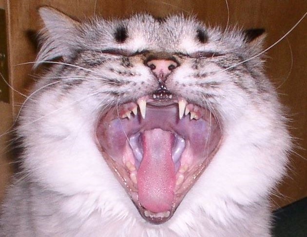 Pet Dentistry - Cat Dental Pet Dentistry - Cat Dental