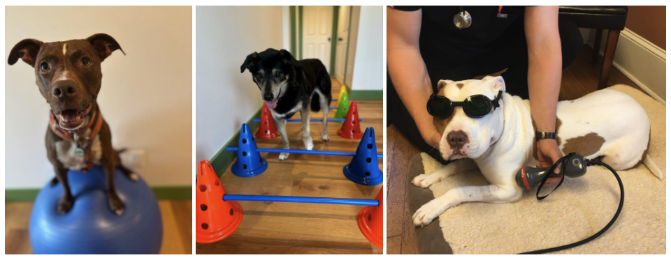 Three Dogs Receiving Rehab Therapy
