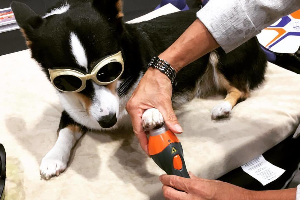 Pet Rehab - Laser Pet Rehab - Laser