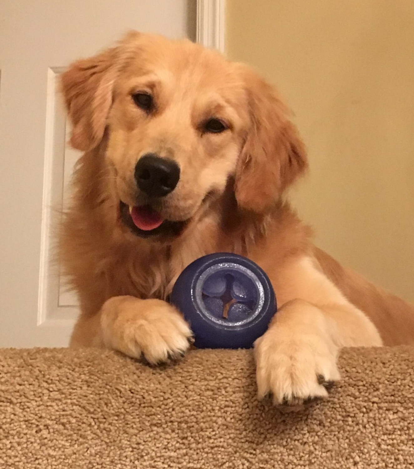 Photo of Golden Retriever named Seamus Photo of Golden Retriever named Seamus