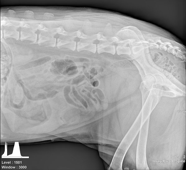 xray